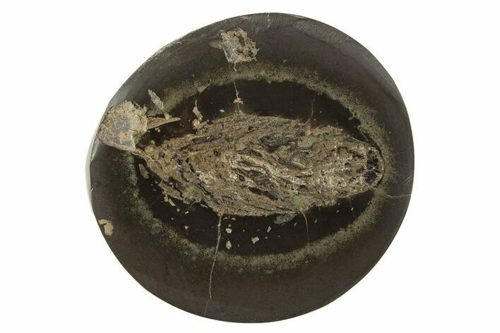 Polished Fish Coprolite (Fossil Poo) Nodule Half - Scotland #315173